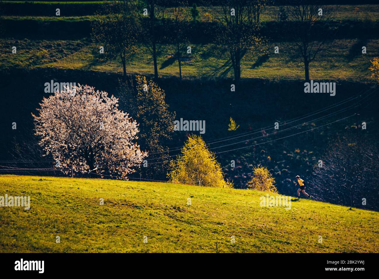 Atleta che corre in primavera paesaggio vicino a fiori di ciliegio Foto Stock