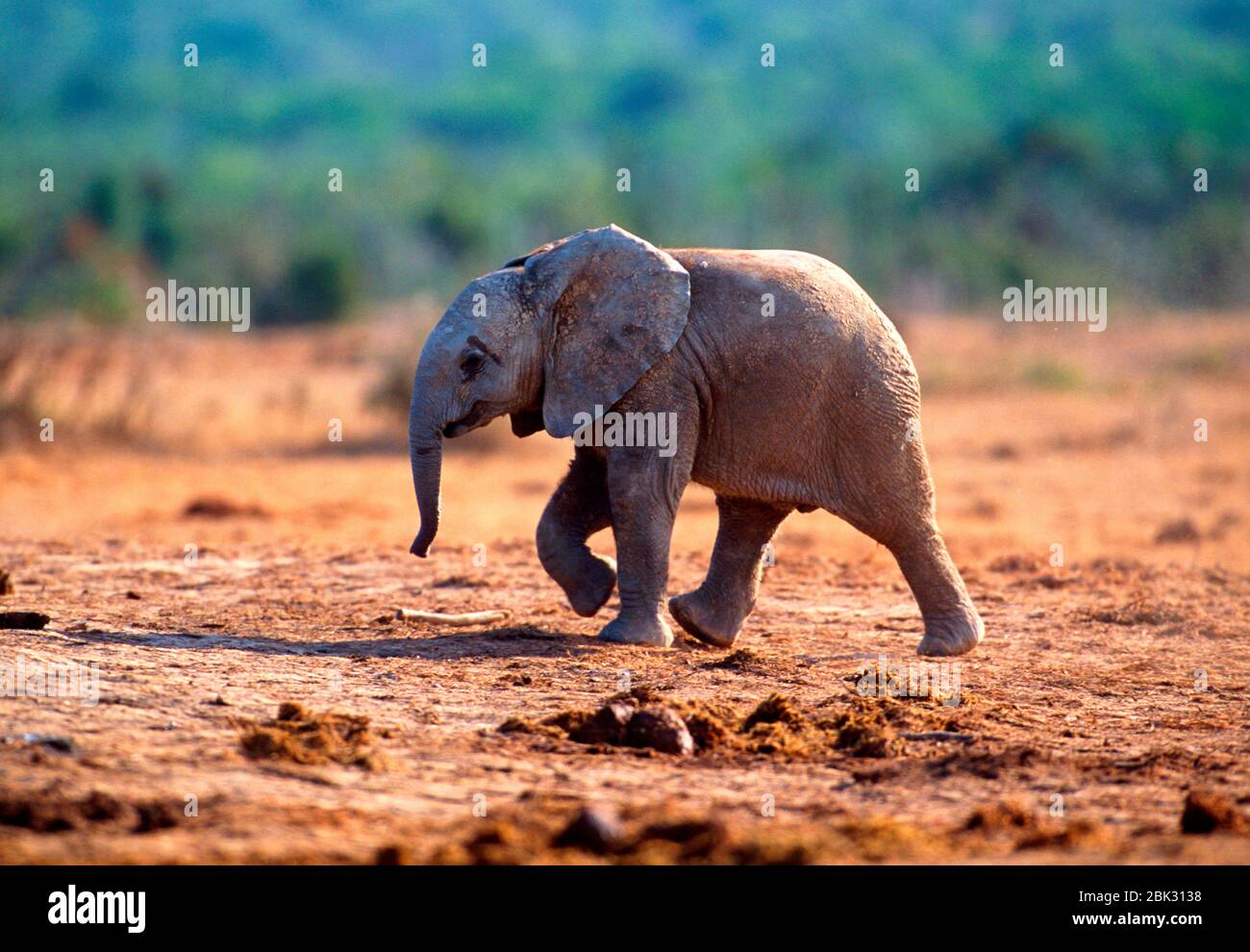 Elefante africano, Loxodonta africana, Elephantidae, bambino, giovane, animale, mammifero, Parco Nazionale degli Elefanti Addo, Sudafrica Foto Stock