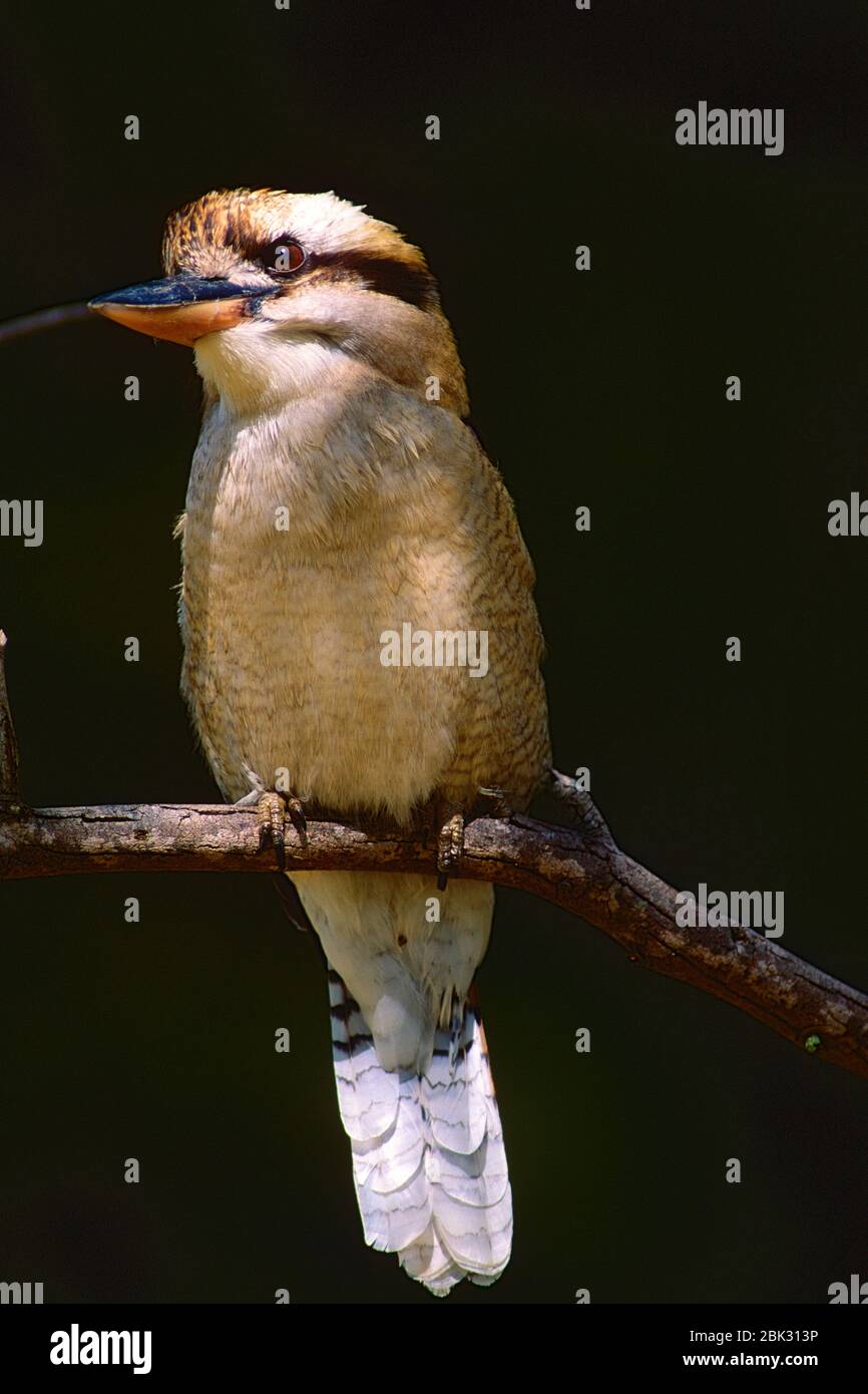 Ridendo Kookaburra, Dacelo novaeguinae, Alcedinidae, uccello, animale, Queensland, Australia Foto Stock