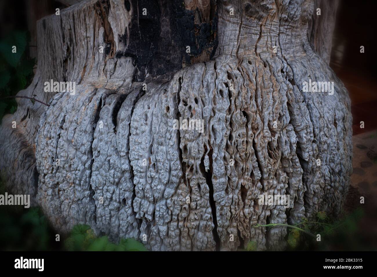 Vecchio Burl Burma padauk su un albero, il nome della scienza è Pterocarpus macrocarpus Foto Stock