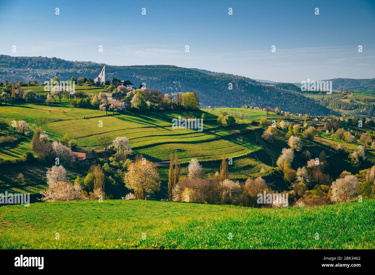Ciliegia primavera, prati e campi paesaggio in Slovacchia. Alberi di ciliegio in fiore. Paese fresco a Hrinova. Foto Stock