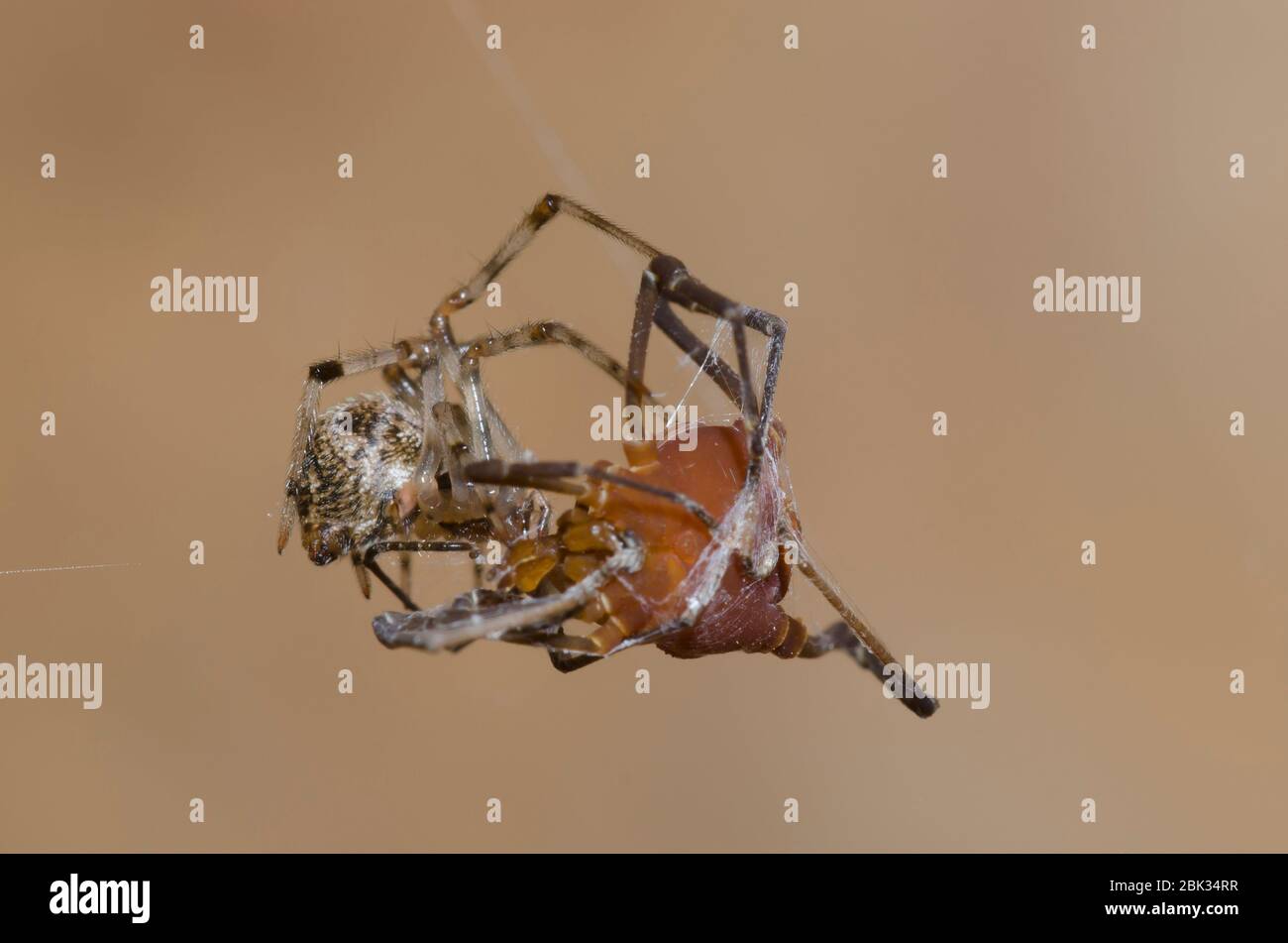 Common House Spider, Parasteatoda tepidariorum, con arvestaio, ordine Opiliones, preda Foto Stock