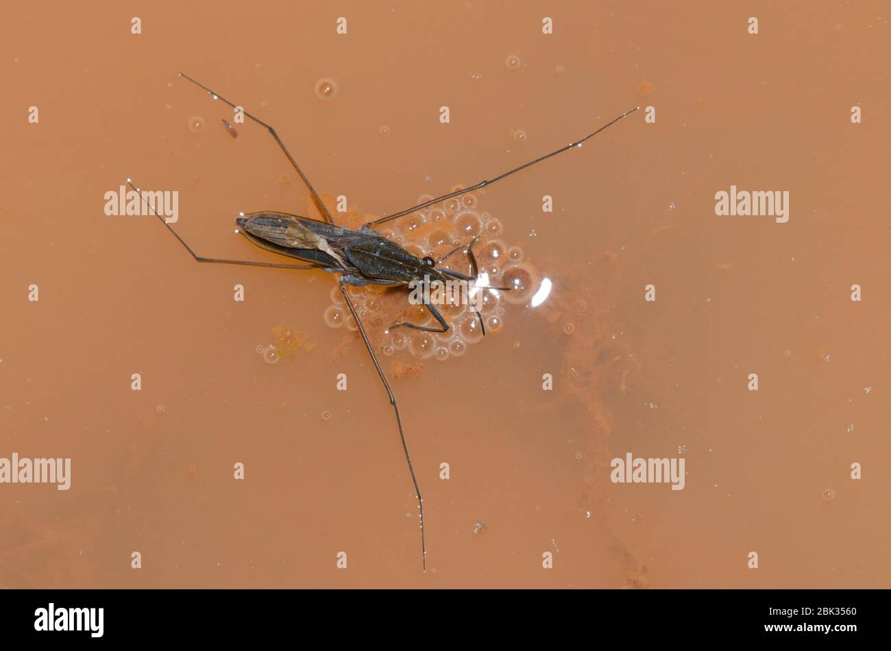 Strider d'acqua, Gerris sp. Foto Stock