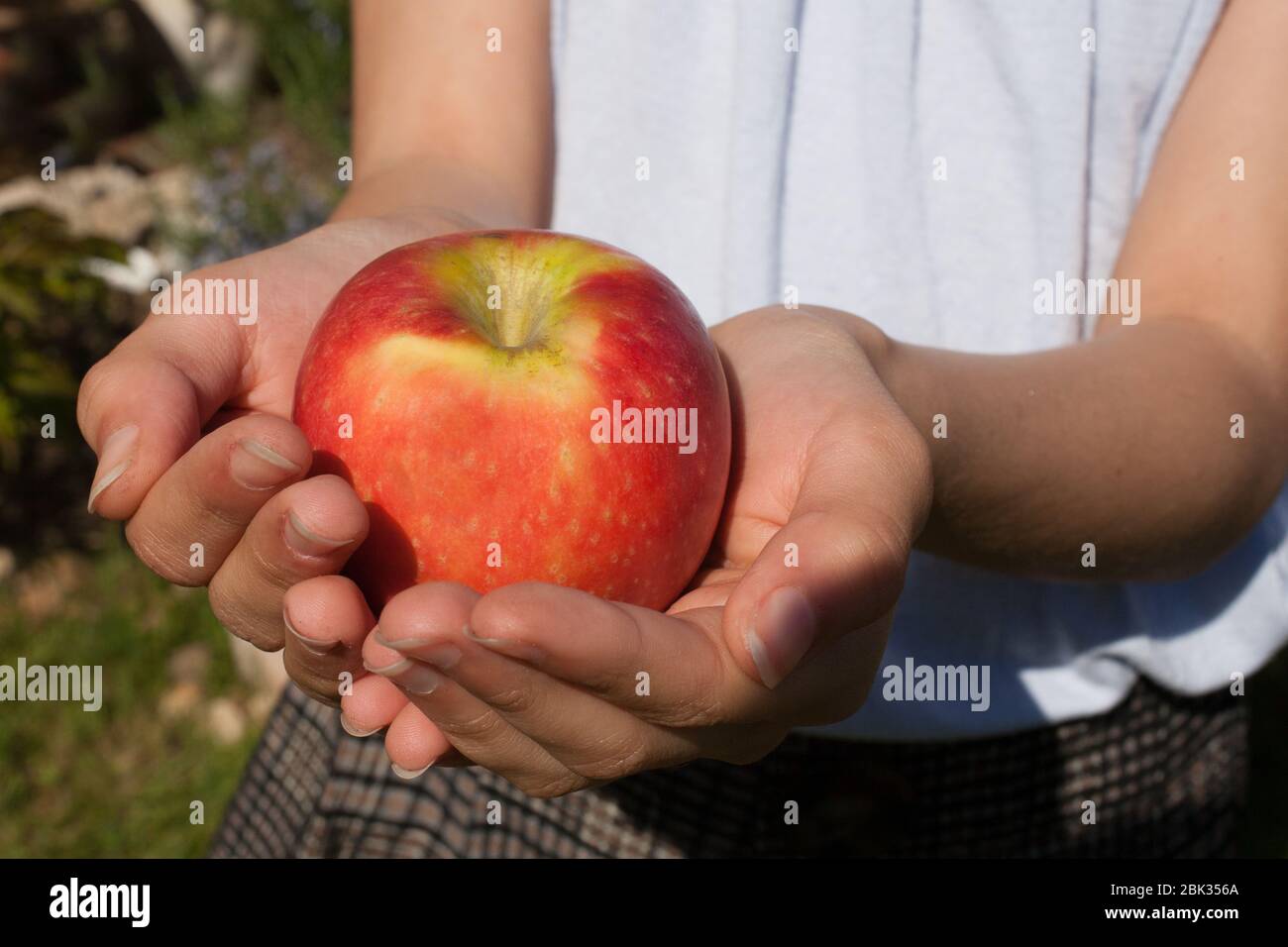 Un bambino tiene una mela rossa matura nelle sue mani aperte Foto Stock