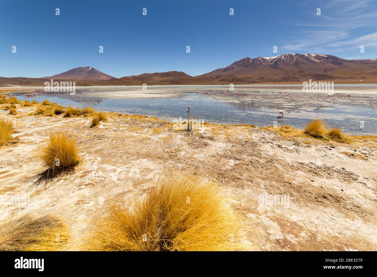 Splendida vista panoramica sui fenicotteri rosa di james al lago Hedionda (laguna). Splendido paesaggio di spettacolari Ande Boliviane e Altiplano in magnificente Foto Stock