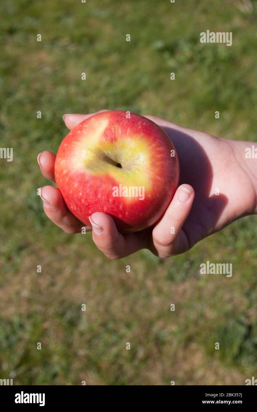 Una mela rossa in mano di un bambino con erba dietro Foto Stock