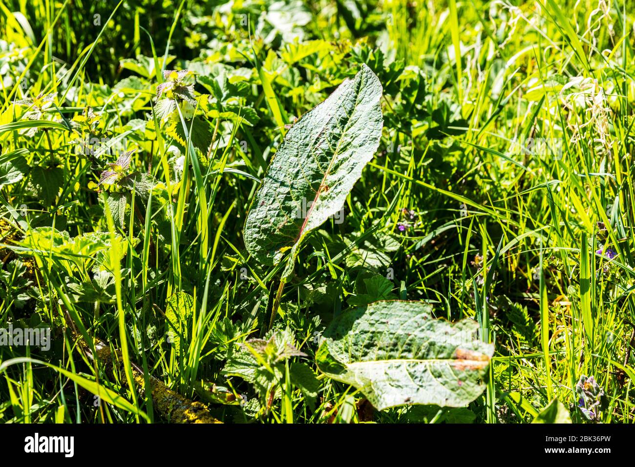Foglie di ormeggio, Rumex obtusifolius, ormeggio amaro, ormeggio a foglie larghe, ormeggio a foglie di leaf, ormeggio di burro, erbacce perenni, ormeggio, foglie, erbacce, Foto Stock