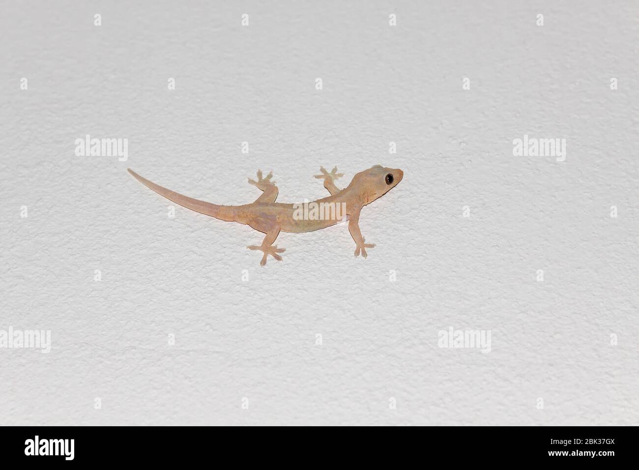 Gecko comune a quattro gabbie (Gehyra mutilata) su un soffitto, Thailandia Foto Stock