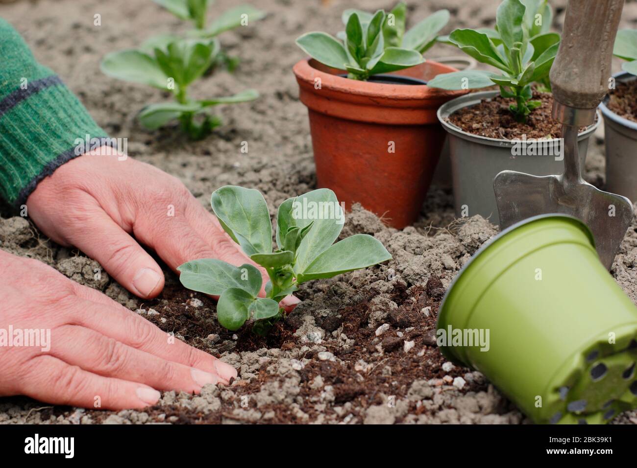 Vicia faba 'Bunyards Exhibition'. Piantando fuori le piante giovani del fagiolo largo in un terreno domestico posteriore del veg del giardino in primavera. REGNO UNITO Foto Stock