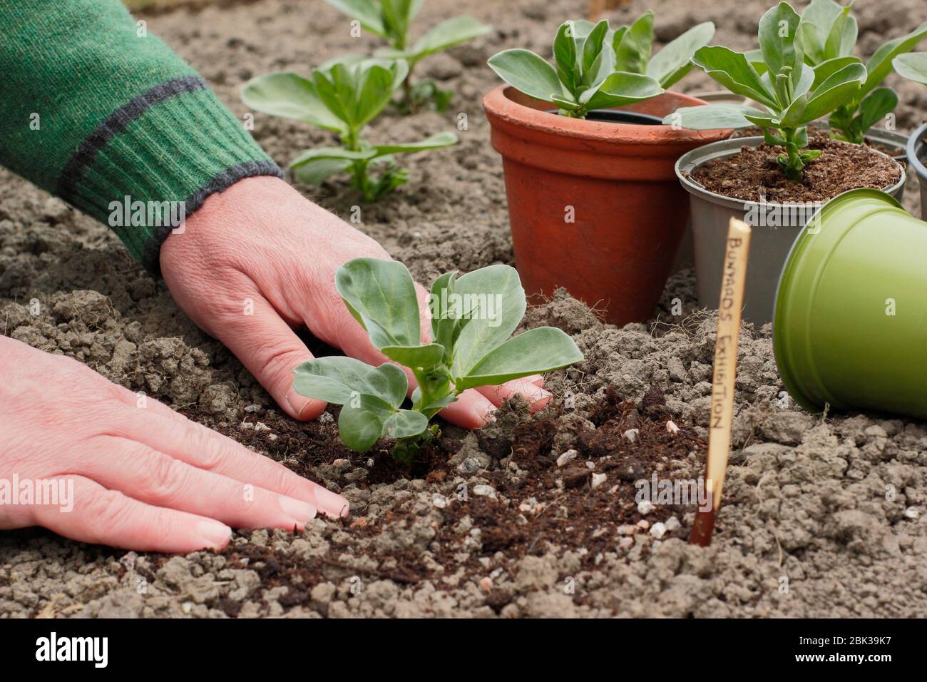 Vicia faba 'Bunyards Exhibition'. Piantando fuori le piante giovani del fagiolo largo in un terreno domestico posteriore del veg del giardino in primavera. REGNO UNITO Foto Stock