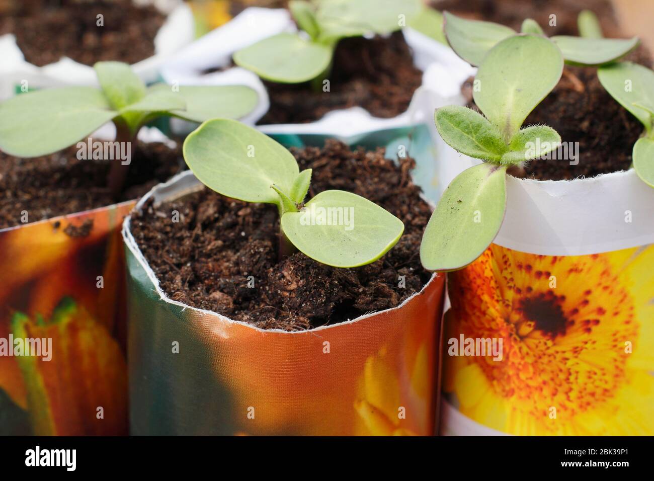 Helianthus annuus. Giovani pianta di girasole in pentole di carta. REGNO UNITO Foto Stock