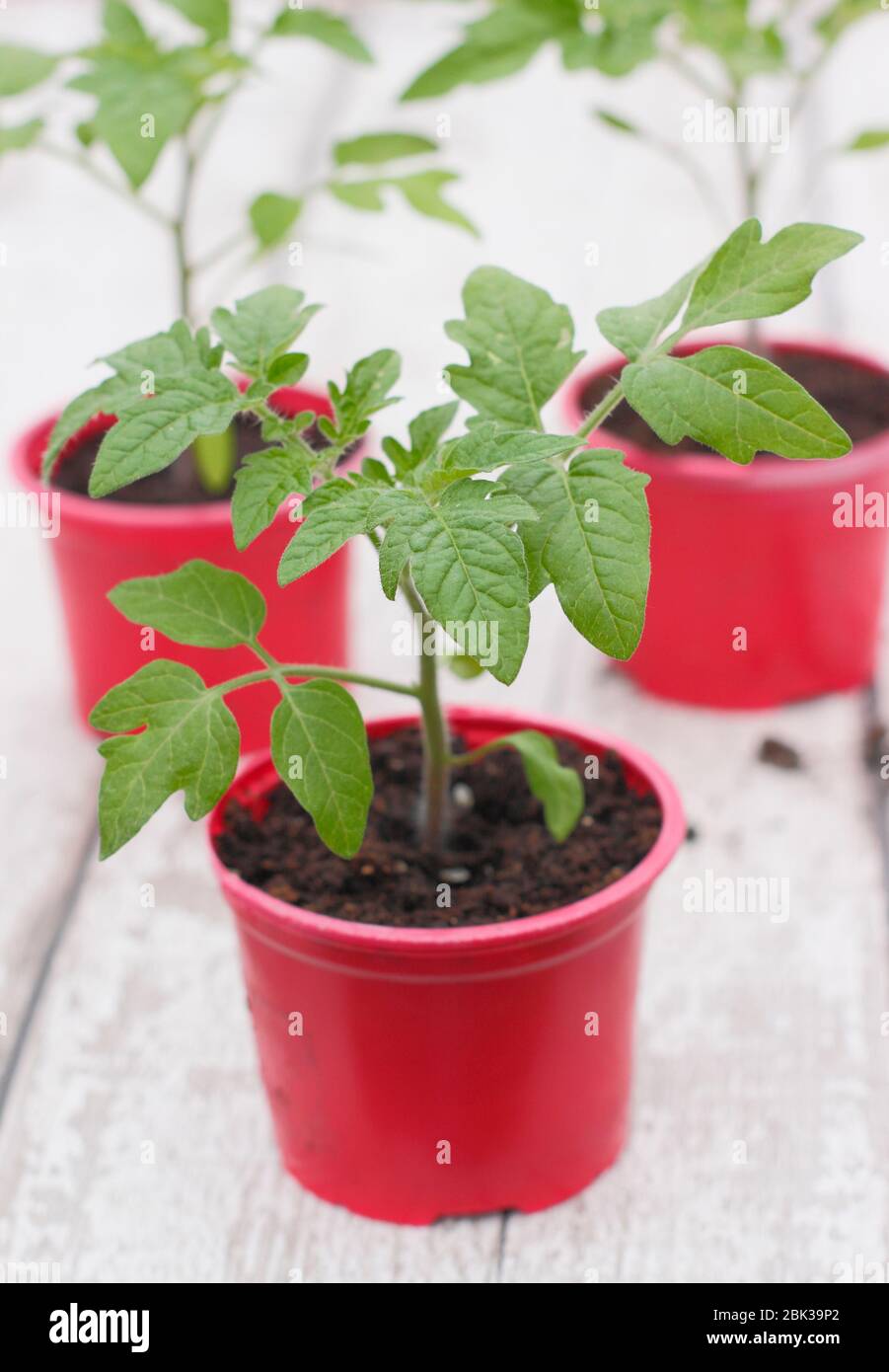 Solanum lycopersicum. Piante di pomodoro giovani, in casa coltivata da semi, in pentole di plastica riutilizzate in primavera. REGNO UNITO Foto Stock