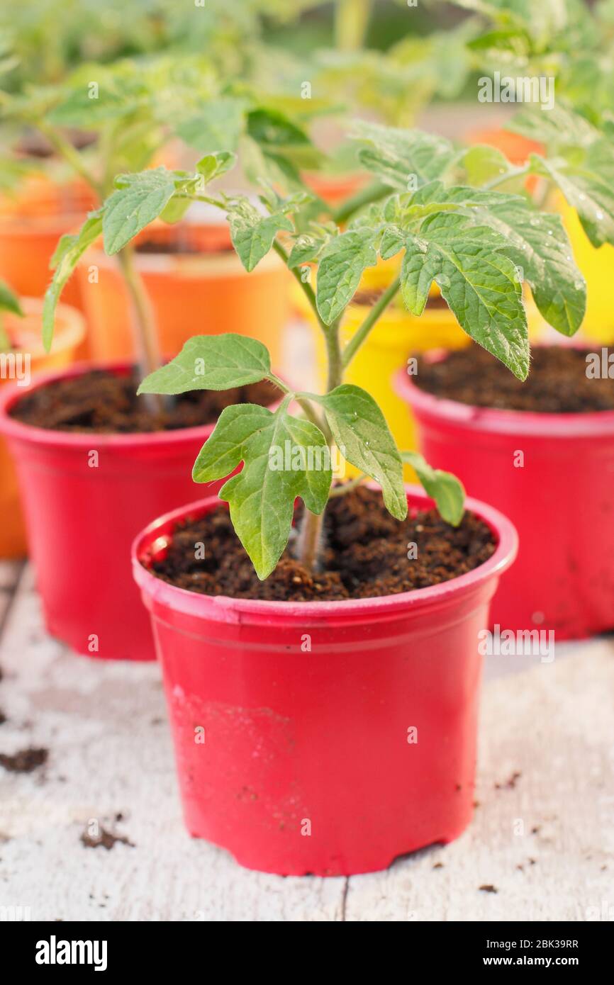 Solanum lycopersicum. Piante di pomodoro giovani, in casa coltivata da semi, in pentole di plastica riutilizzate in primavera. REGNO UNITO Foto Stock
