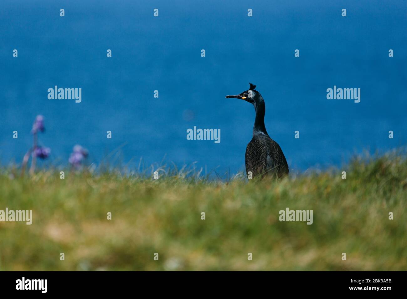 Cormorano sulle isole lunga Treshnish in Scozia Foto Stock