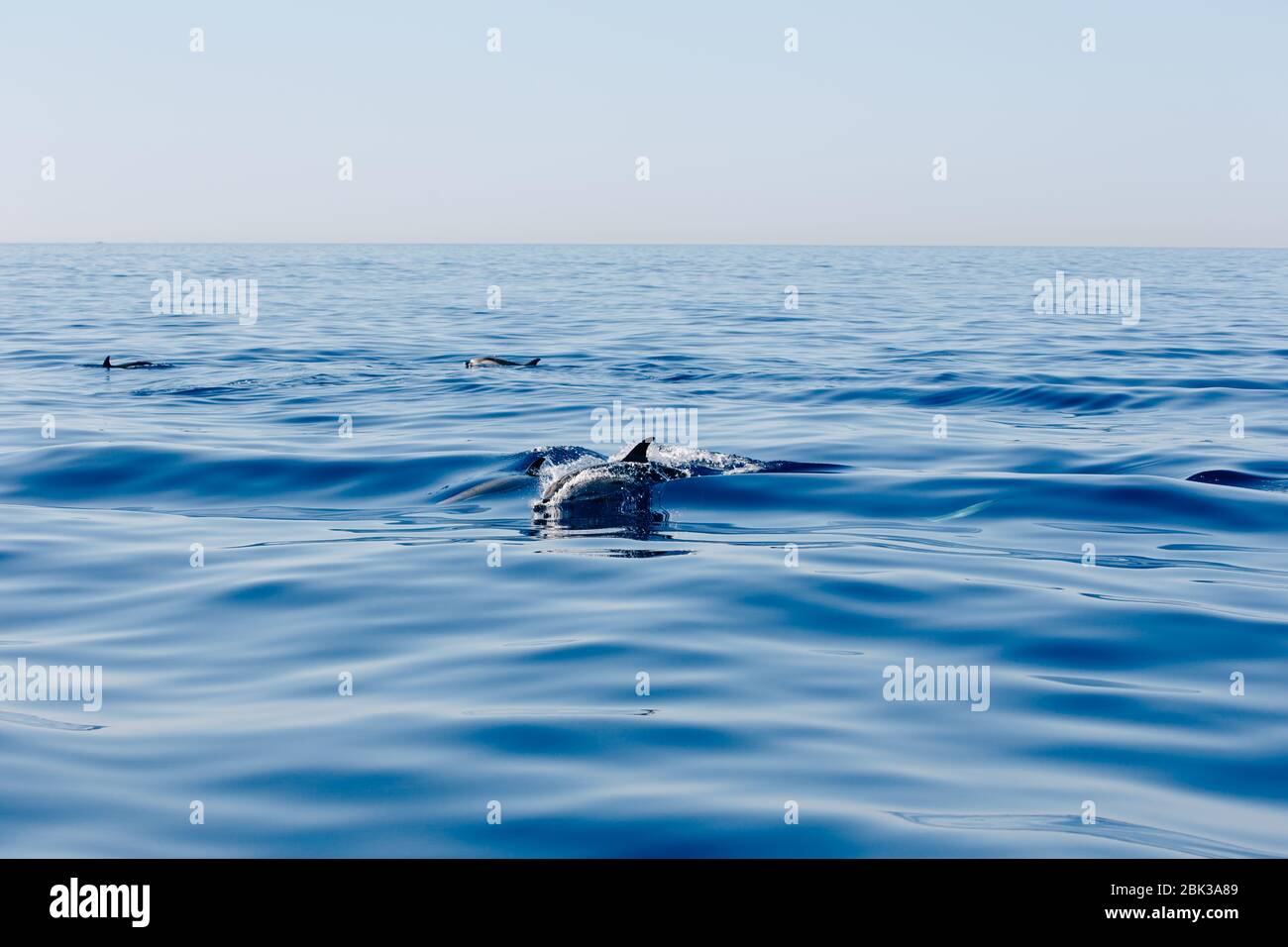 Delfino Mediterraneo Mare Nizza Francia natura Foto Stock