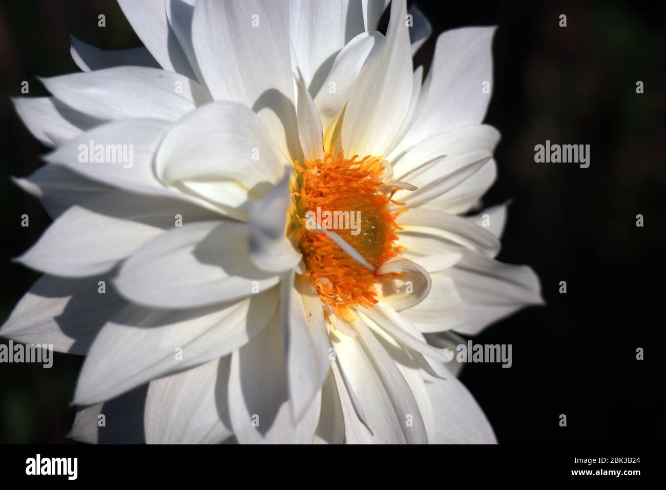 La Dahlia bianca nel giardino. Dahlia è un genere di bush, Foto Stock