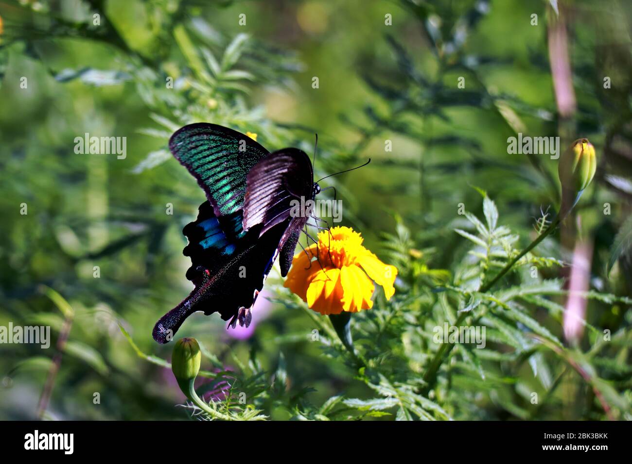 Farfalla dipinta su un fiore. Farfalla in giardino. Foto Stock