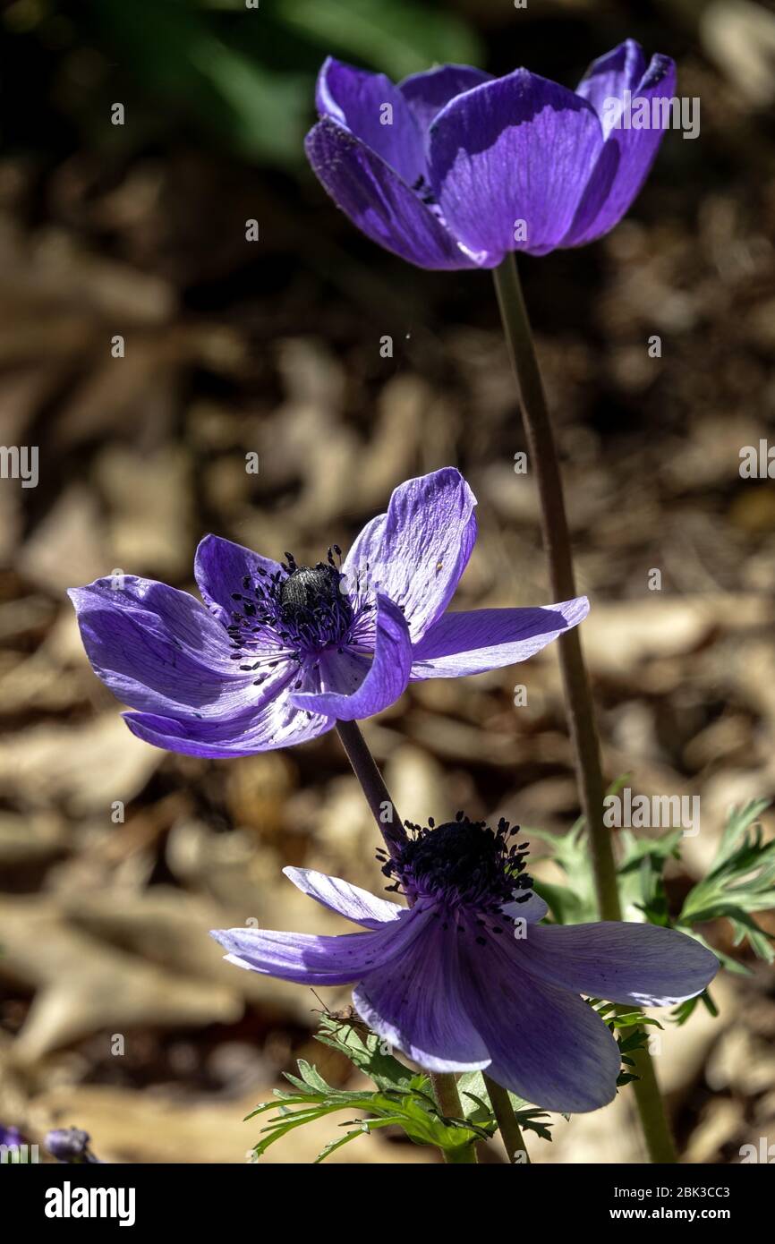 Grecian Windflower Anemone coronaria 'Mr. Fokker' Foto Stock