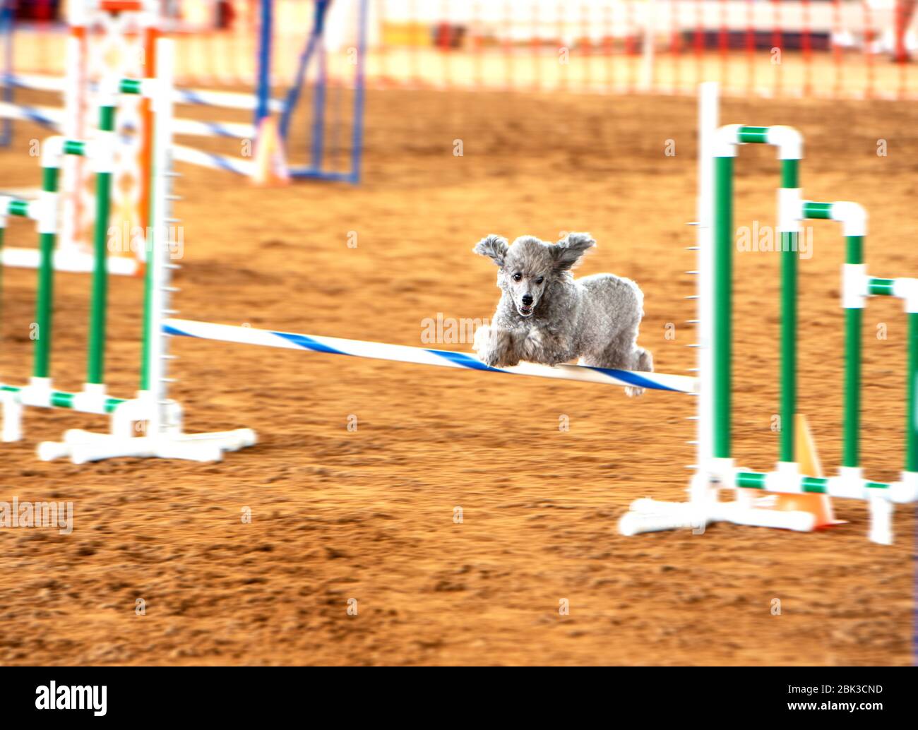 Silver Poodle schiarendo il bar al campo di agilità del cane AKC tenuto al Grand Oaks Resort nella Florida Centrale. Foto Stock