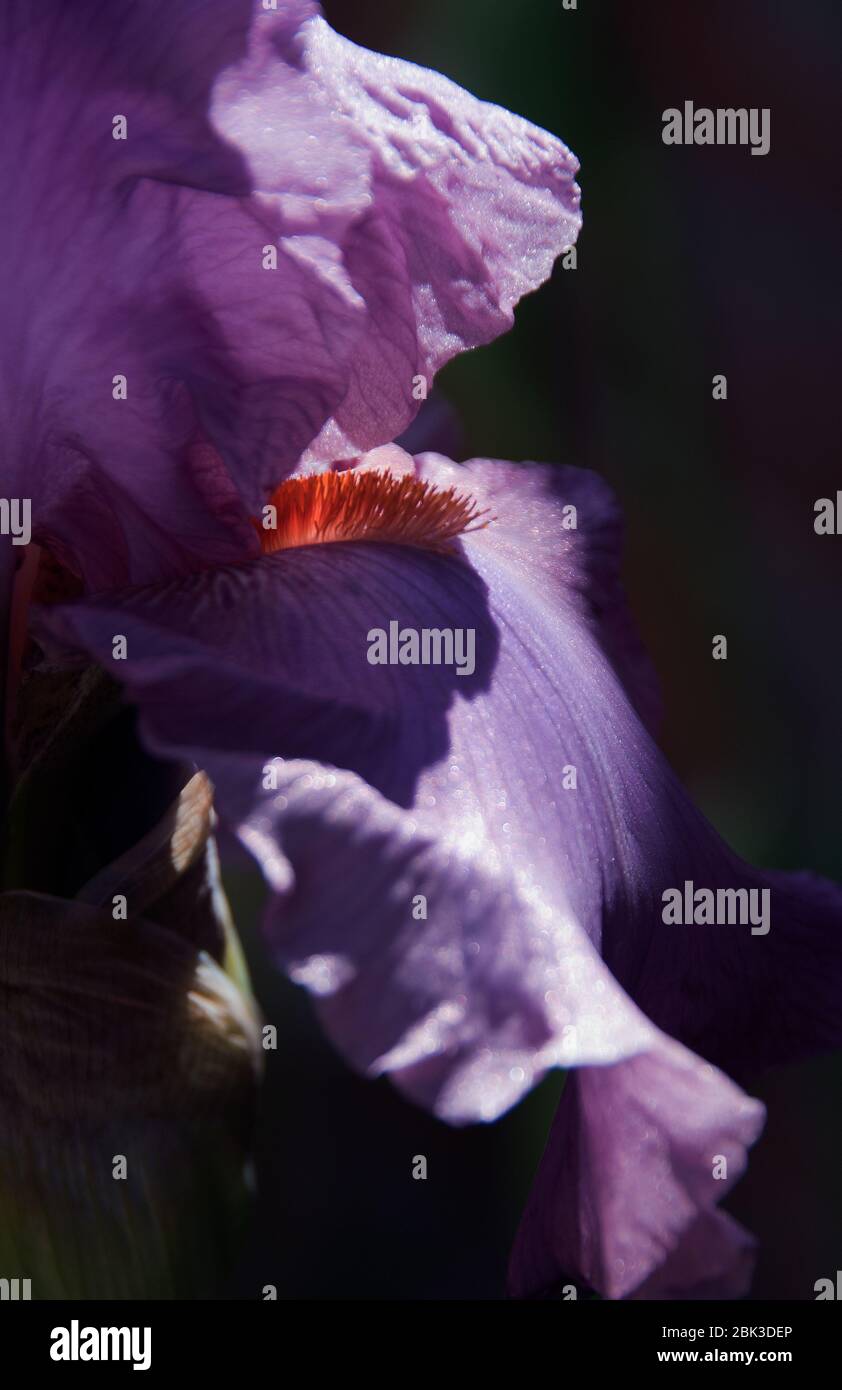 Iris alto con orecchie "Annabel Jane" Foto Stock