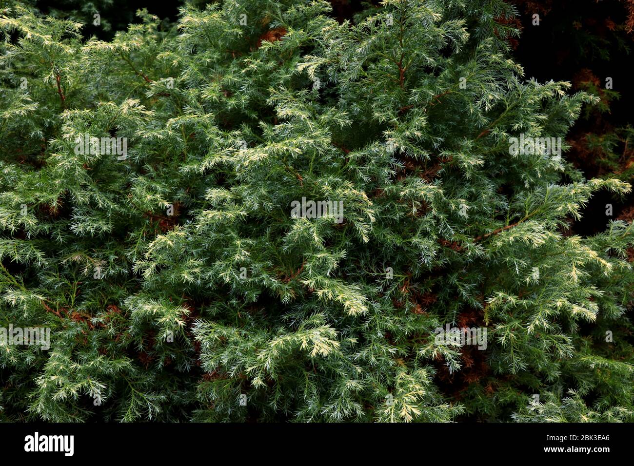 Ramo di pino su sfondo scuro. Vista ravvicinata della foglia di pino sullo sfondo della natura sfocata. Primo piano di aghi e rami di pino Norfolk. Pinoli Foto Stock