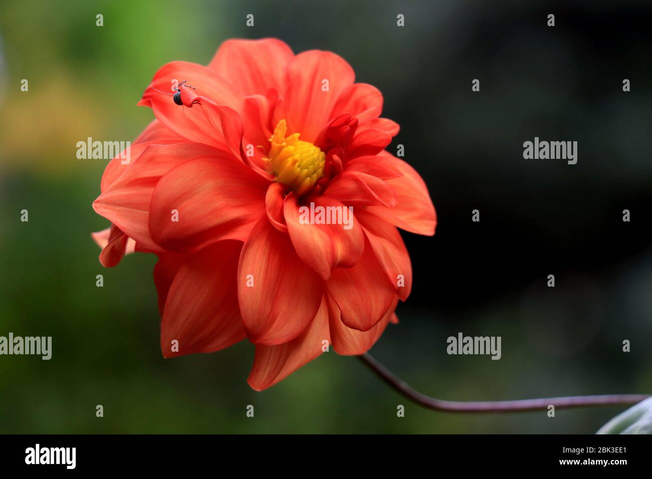 Il rosso dahlia nel giardino. Vibrant Red Dahlia Flower con Green Shrubbery. Foto Stock