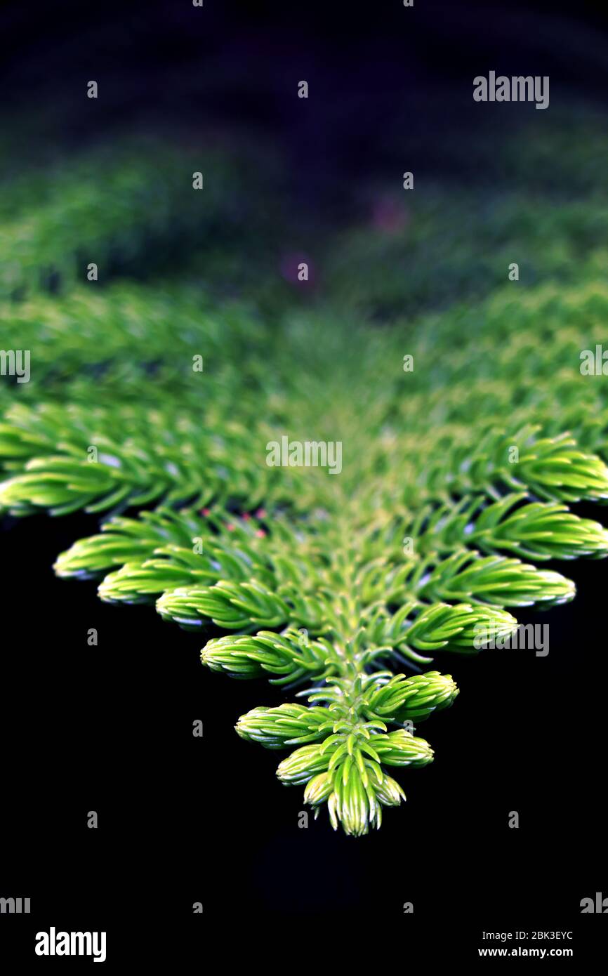 Ramo di pino su sfondo scuro. Vista ravvicinata della foglia di pino su sfondo natura sfocata. Primo piano di aghi e rami di pino Norfolk. Foto Stock