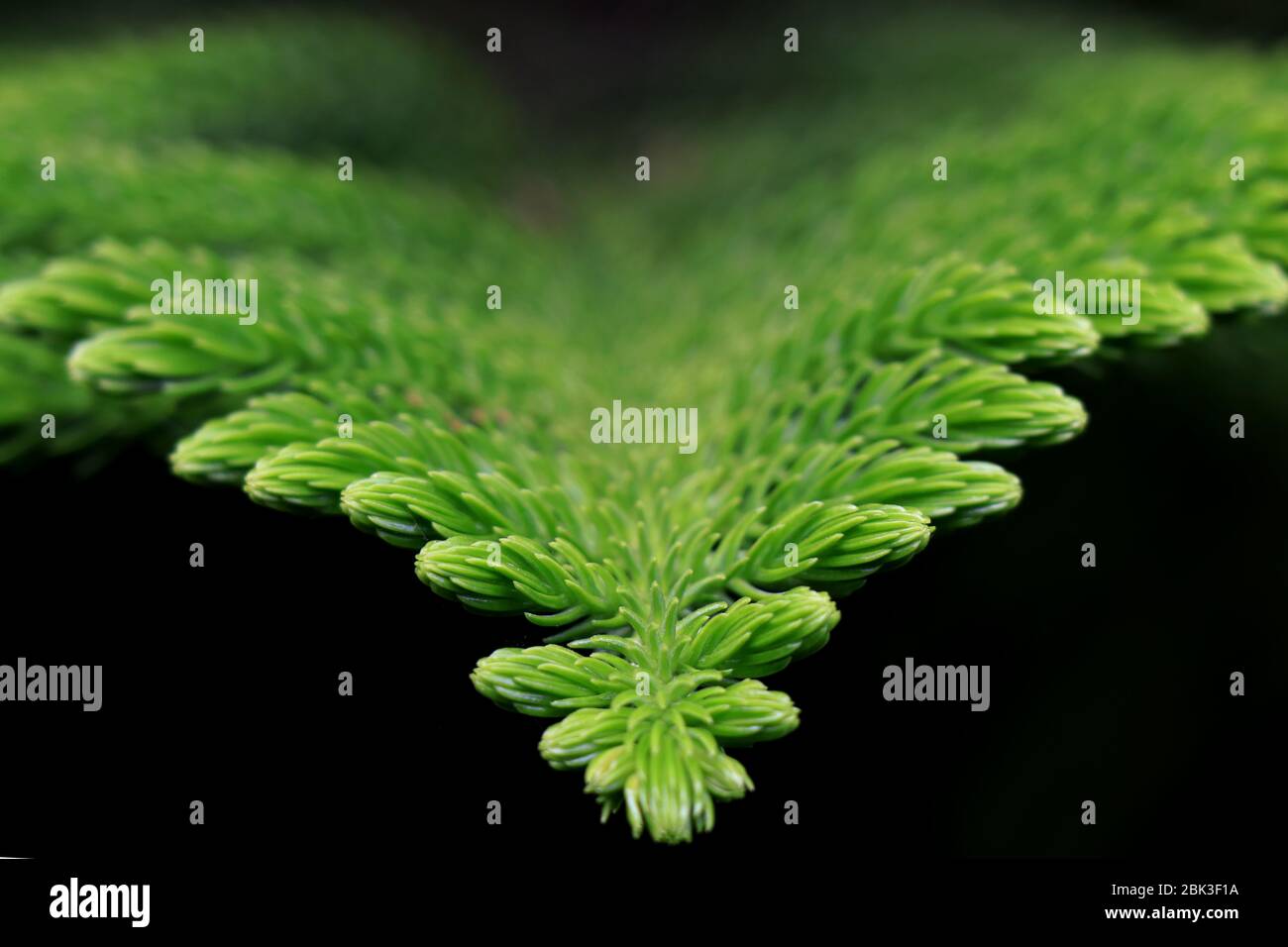 Ramo di pino su sfondo scuro. Vista ravvicinata della foglia di pino su sfondo natura sfocata. Primo piano di aghi e rami di pino Norfolk. Foto Stock