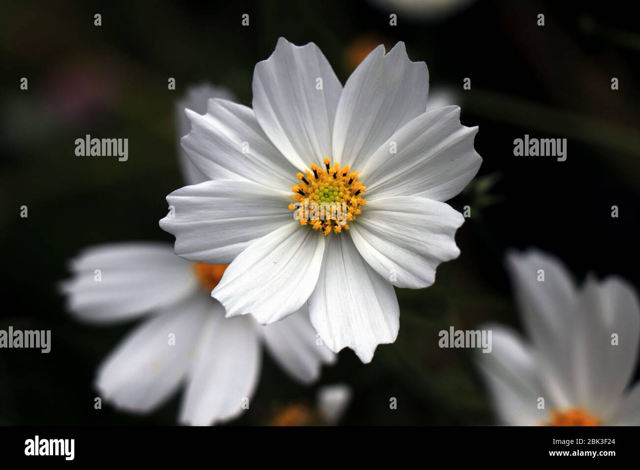 Bella bianco Cosmos fiori in giardino. Quadri di fiori bianchi. COSMOS bipinnatus, comunemente chiamato il cosmo del giardino o l'astro messicano. Foto Stock