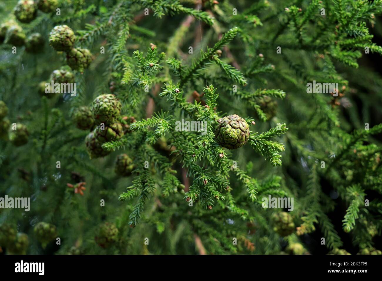 Ramo di pino su sfondo scuro. Vista ravvicinata della foglia di pino sullo sfondo della natura sfocata. Primo piano di aghi e rami di pino Norfolk. Pinoli Foto Stock