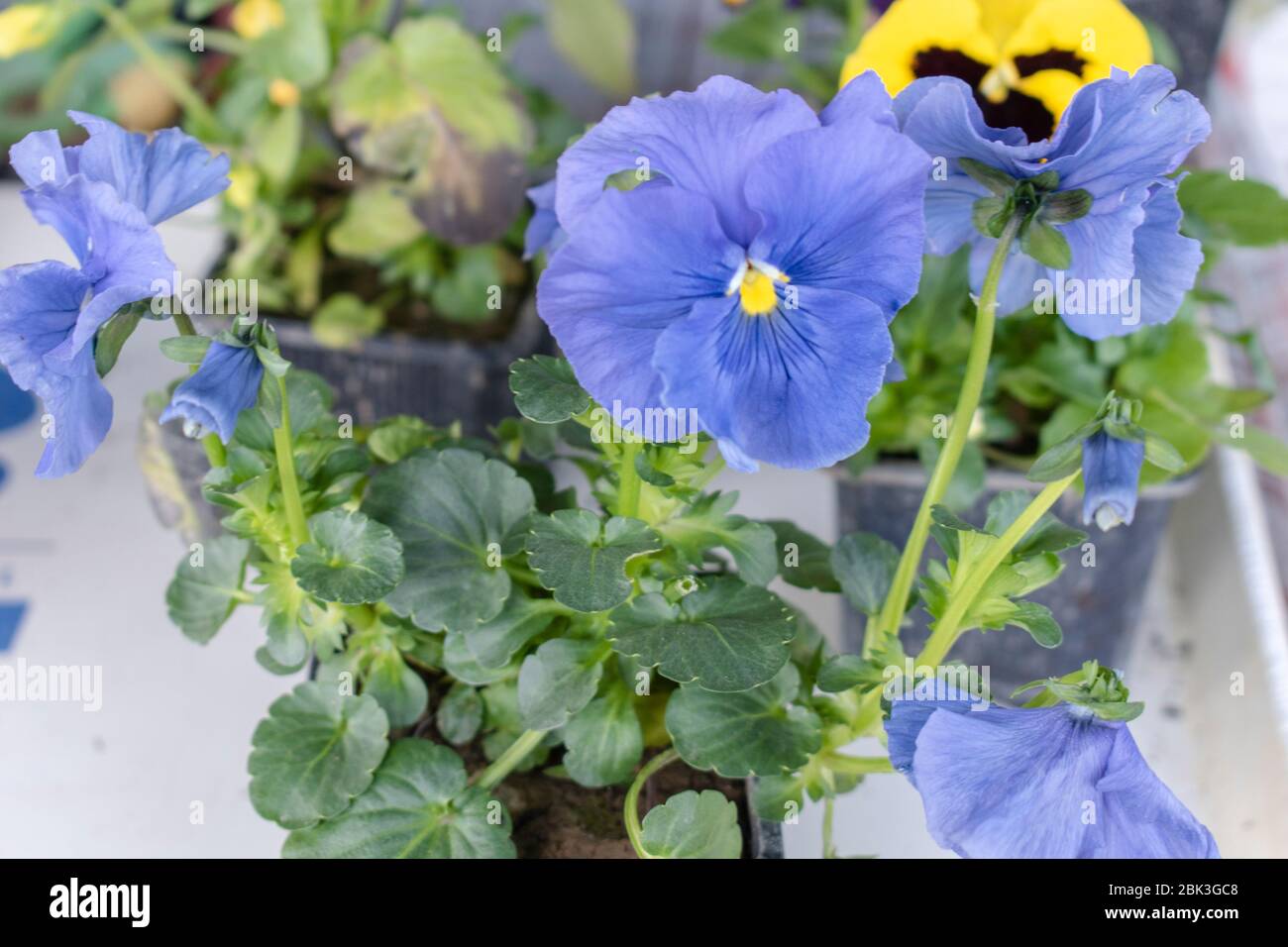 Fiori semi di pansy giardino in vaso, hortensis viola Foto Stock