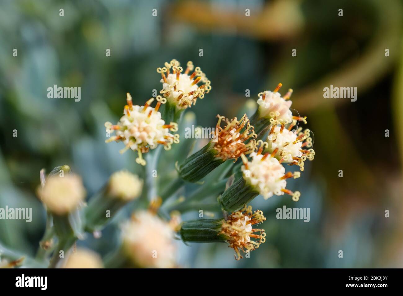 Cactus e succulenti nei Giardini Botanici di Eze, Francia Foto Stock