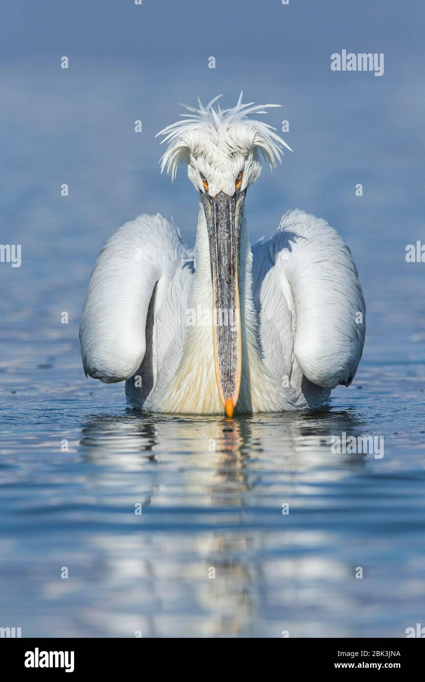 Un Pelican dalmata (Pelecanus crispus) in piena riproduzione piumaggio sul lago Kerkini, Grecia Foto Stock