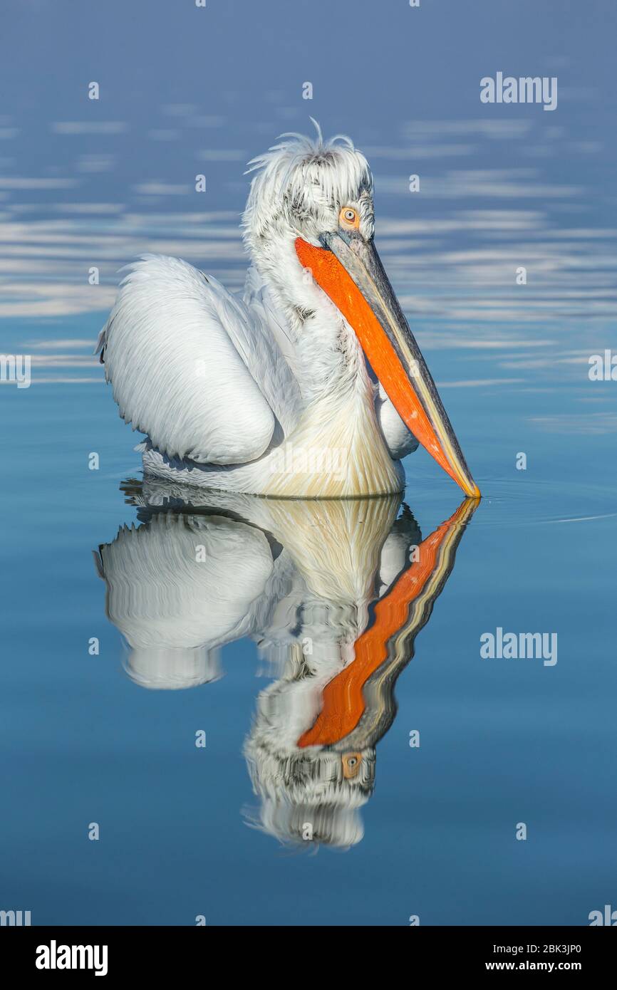 Un Pelican dalmata (Pelecanus crispus) in piena riproduzione piumaggio sul lago Kerkini, Grecia Foto Stock