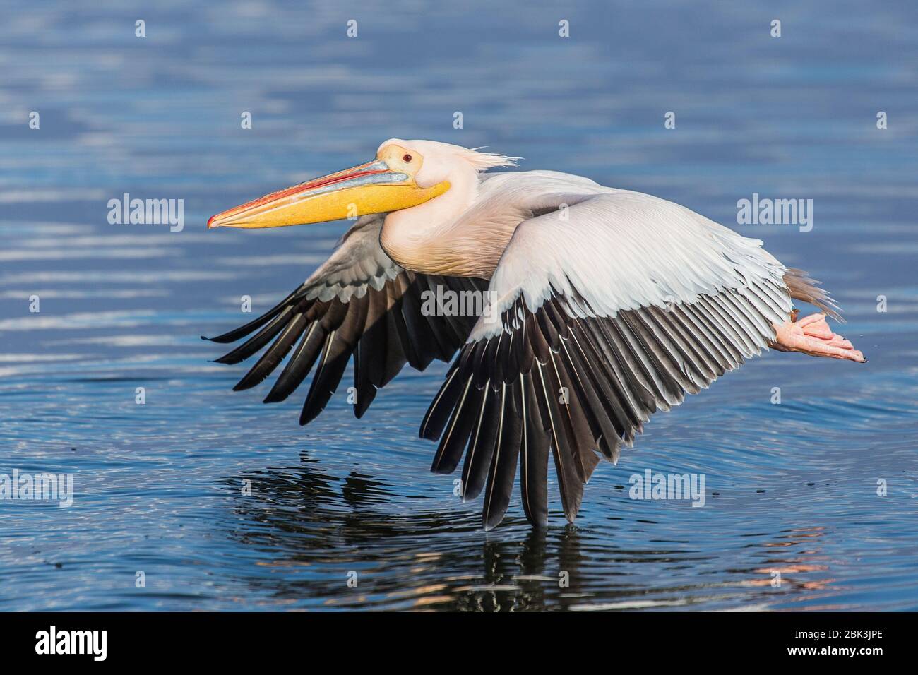 Un grande Pelican Bianco (Pelecanus onocratalus) in piena riproduzione piumaggio sul Lago Kerkini, Grecia Foto Stock