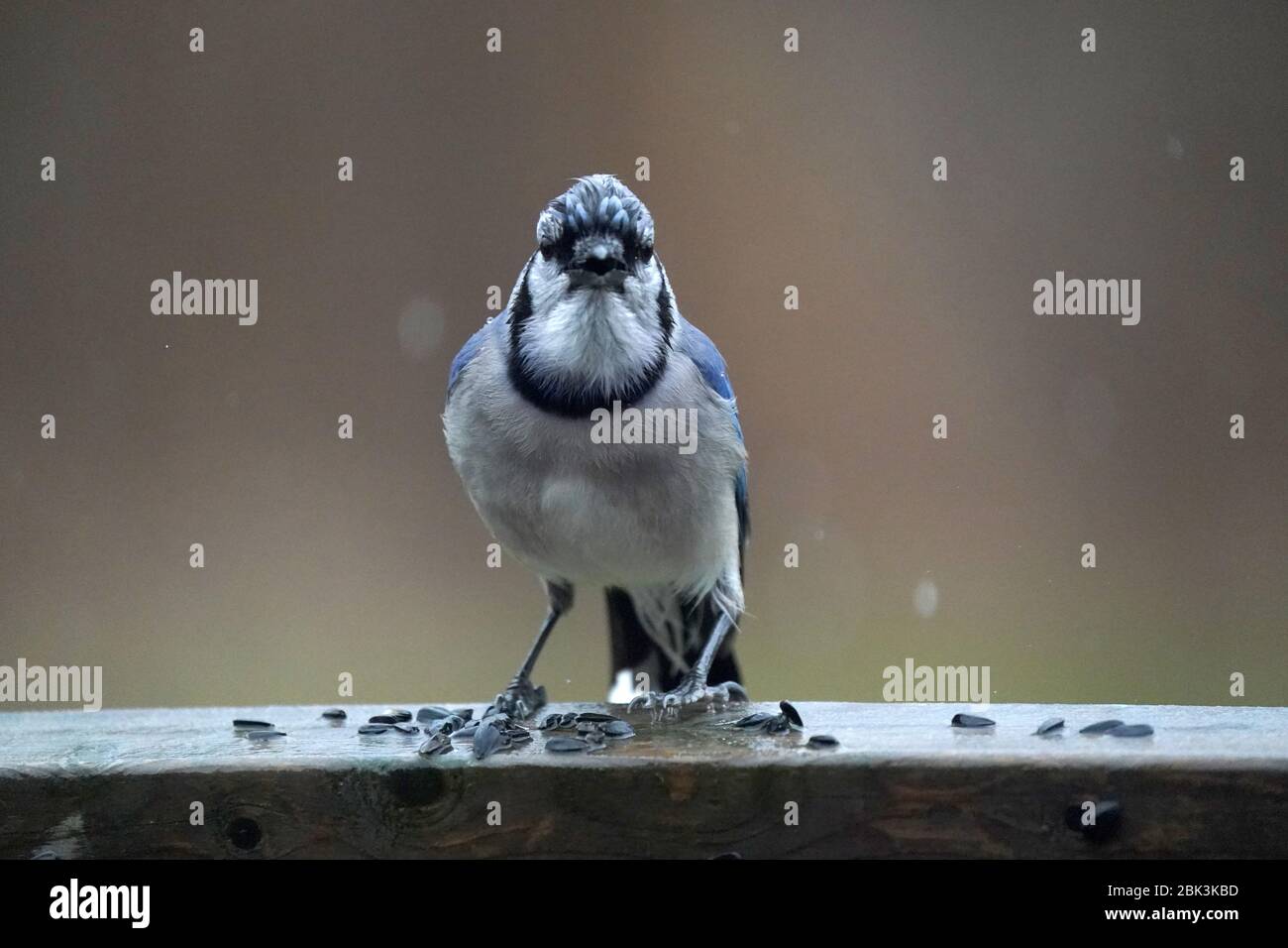 Blue Jays Foto Stock