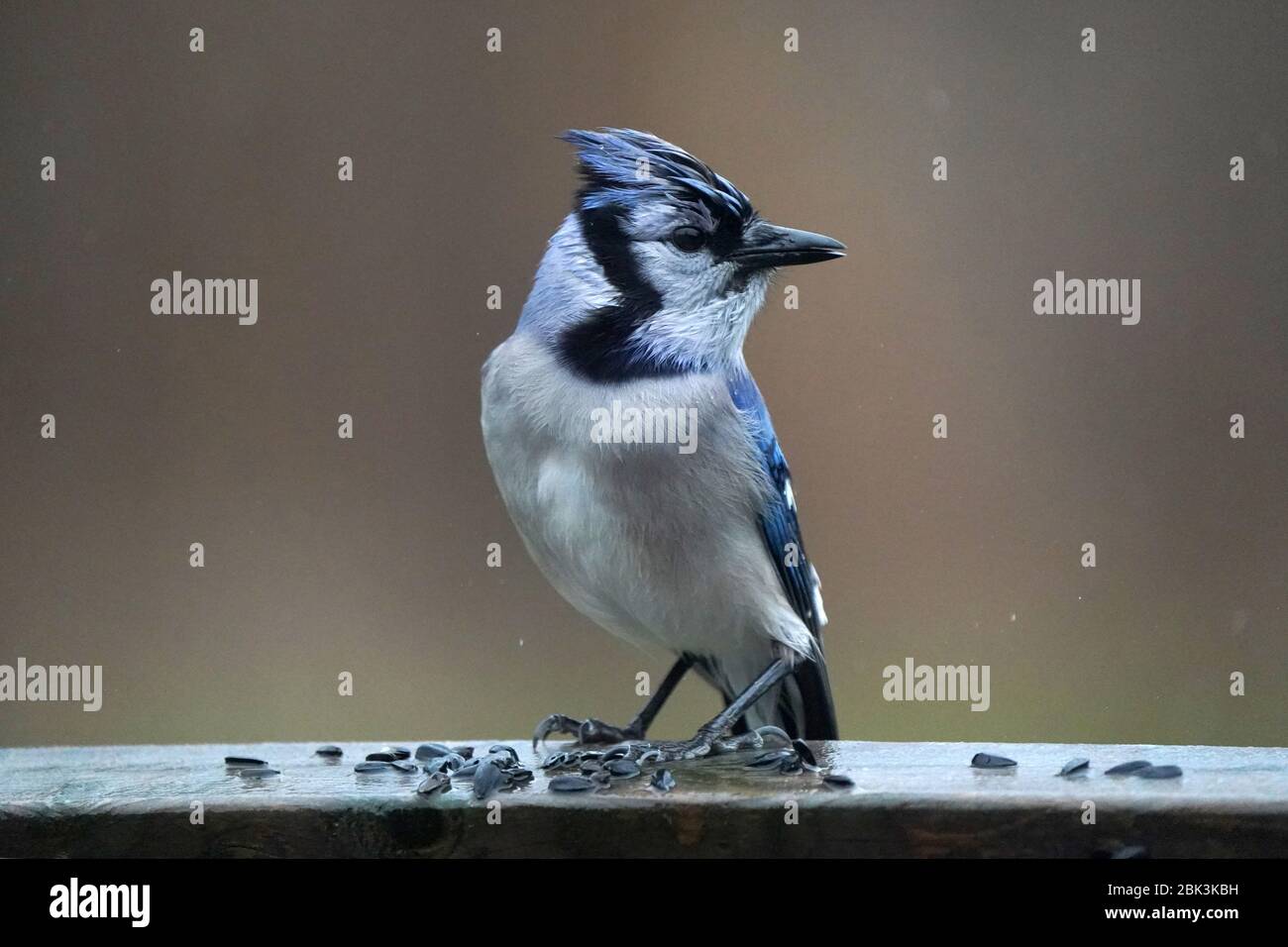 Blue Jays Foto Stock