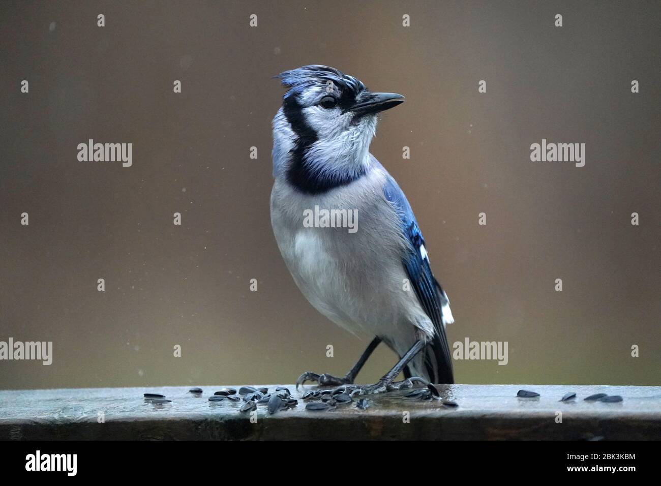 Blue Jays Foto Stock