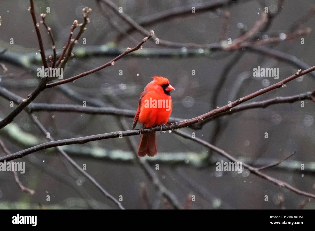 Cardinali settentrionale Foto Stock
