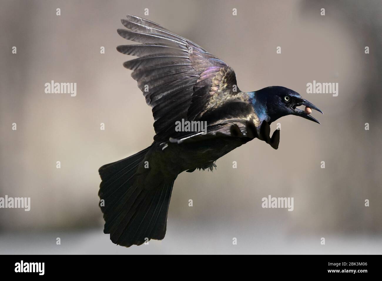 Grackle comune in lotta Foto Stock