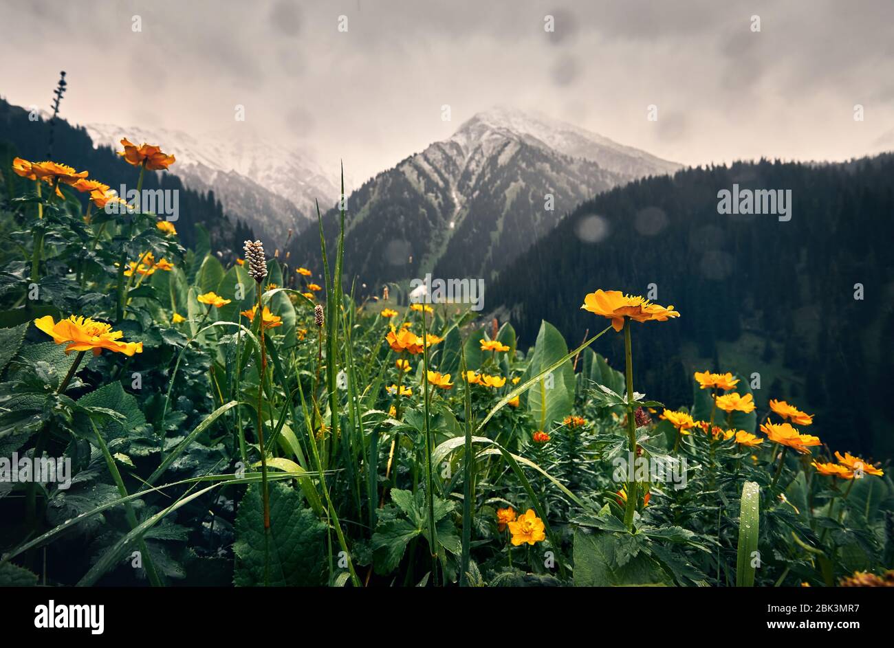 Prato con fiori gialli e verdi colline a valle di montagna contro il cielo nuvoloso in Kazakistan Foto Stock
