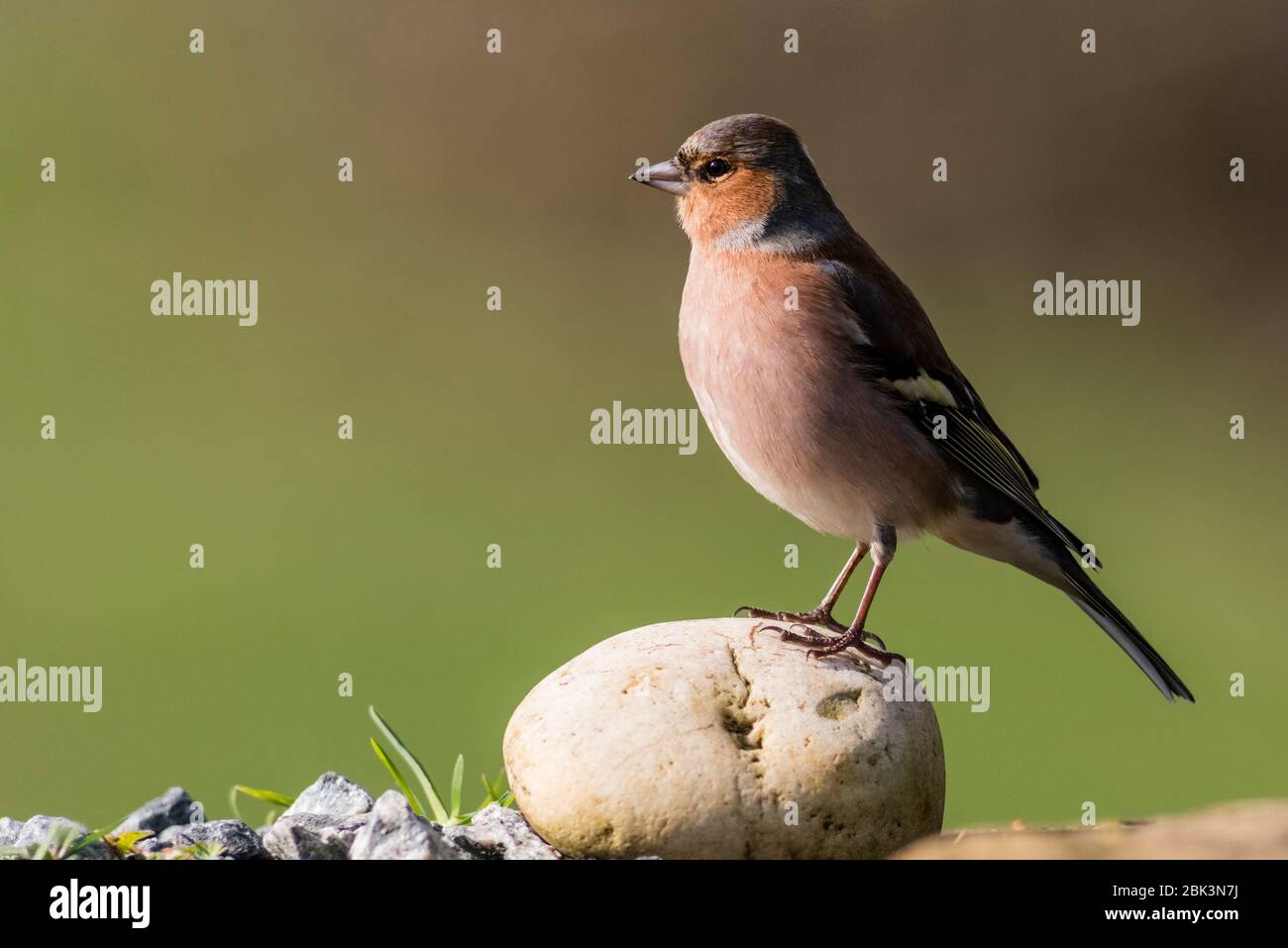 Un maschio (fringuello Fringilla coelebs) nel Regno Unito Foto Stock