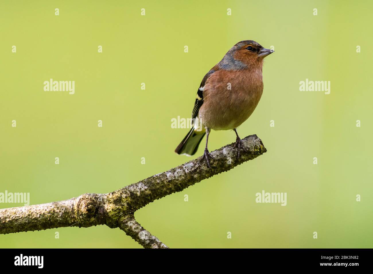Un maschio (fringuello Fringilla coelebs) nel Regno Unito Foto Stock