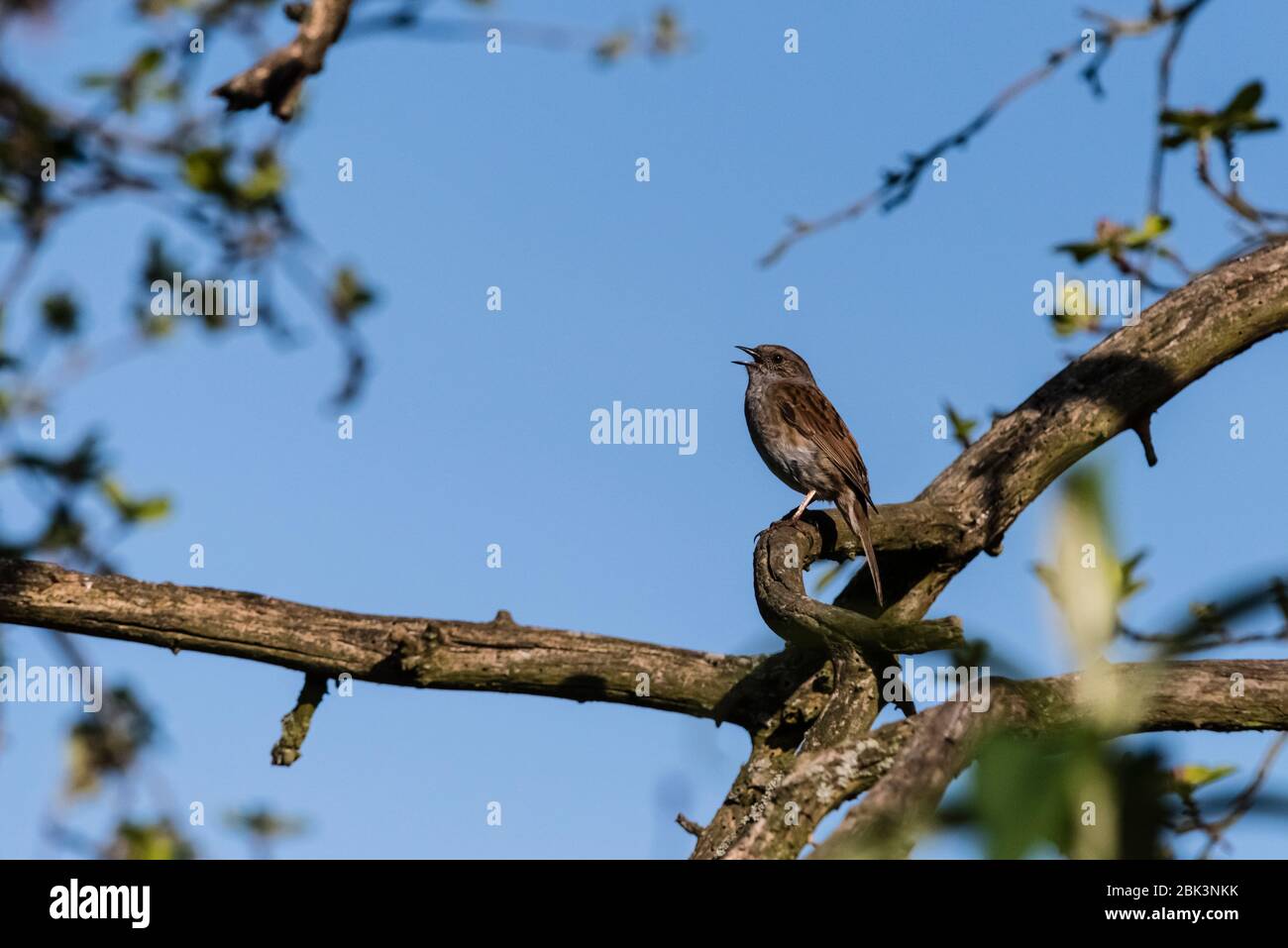 Un Dunnock Singing on Branch (Prunella modularis) nel regno unito Foto Stock