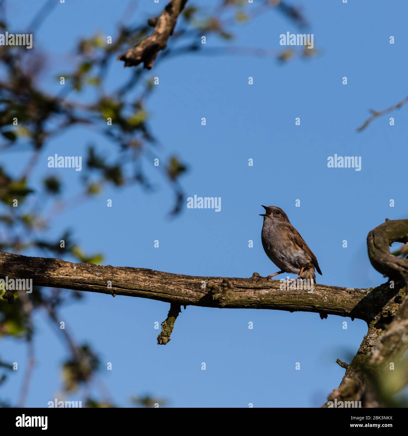 Un Dunnock Singing on Branch (Prunella modularis) nel regno unito Foto Stock