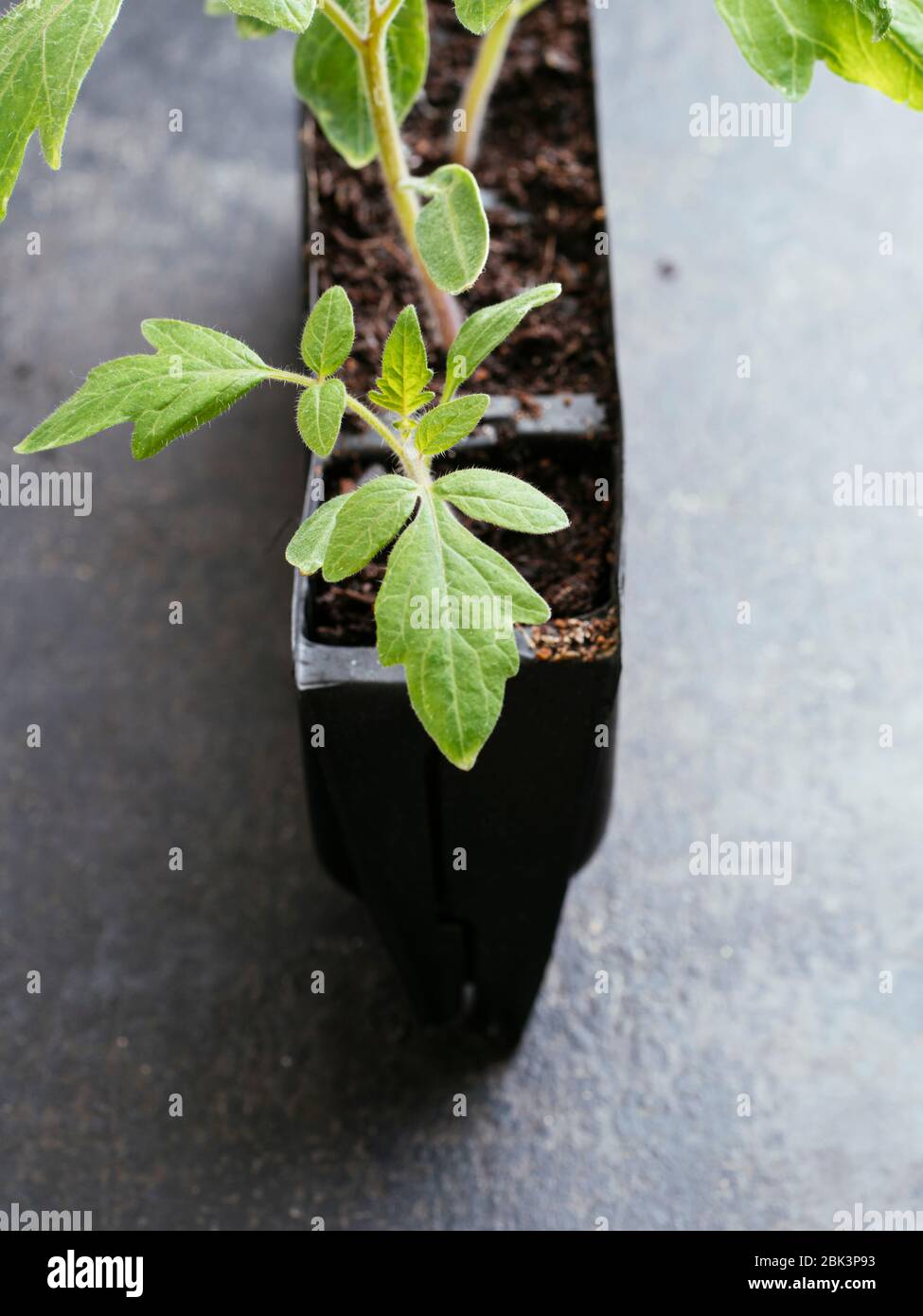 Giovani giovani giovani giovani giovani giovani giovani giovani giovani di pomodoro (varietà Harzfeuer) in un addestratore di radice. Foto Stock