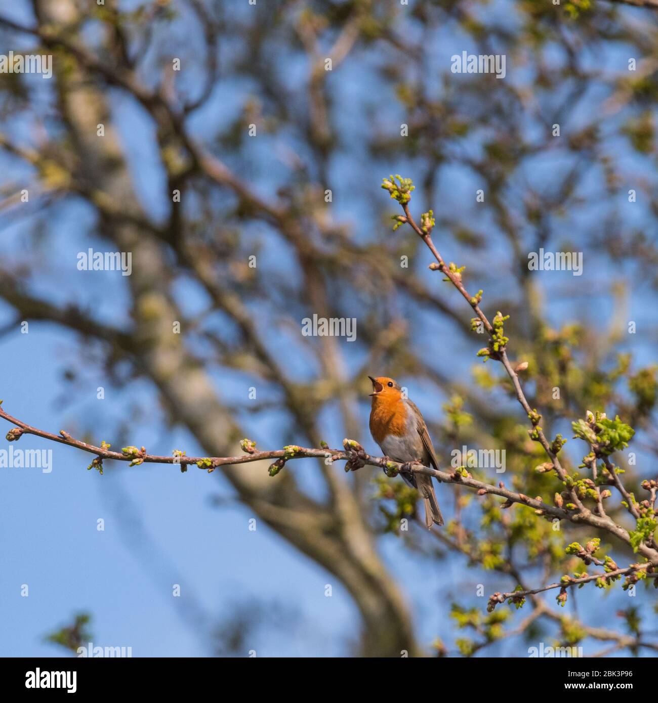 Un Robin Singing (Erithacus rubecula) nel Regno Unito Foto Stock