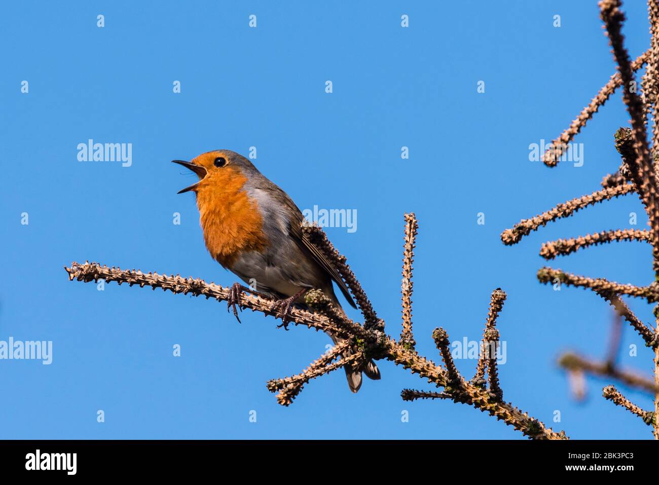 Un Robin Singing (Erithacus rubecula) nel Regno Unito Foto Stock