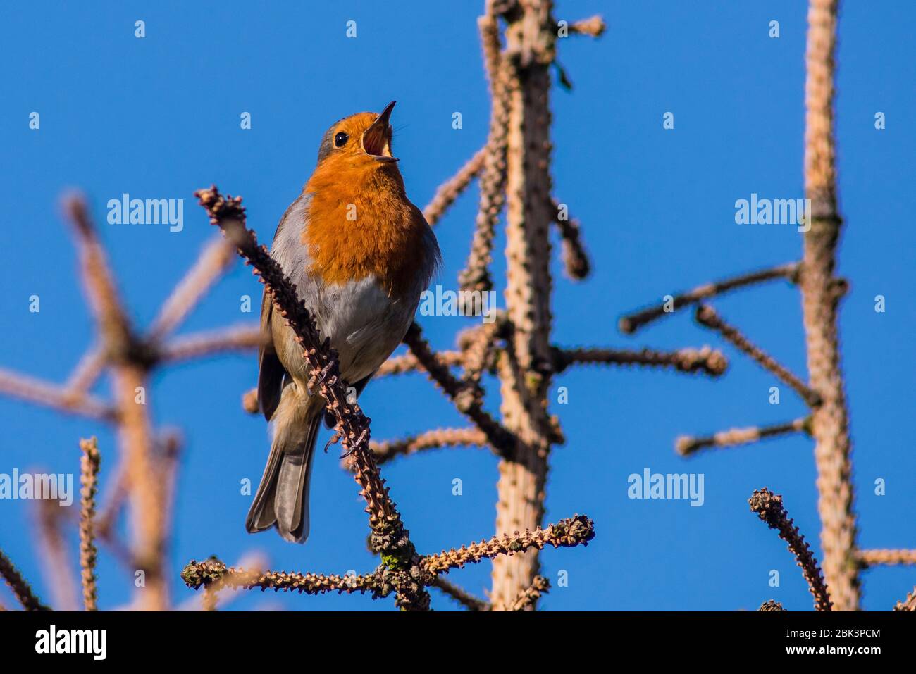 Un Robin Singing (Erithacus rubecula) nel Regno Unito Foto Stock