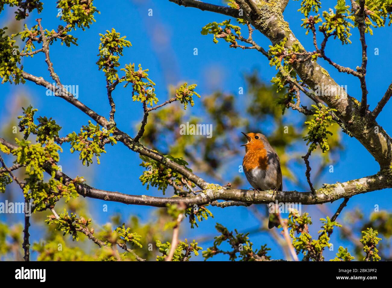 Un Robin Singing (Erithacus rubecula) nel Regno Unito Foto Stock